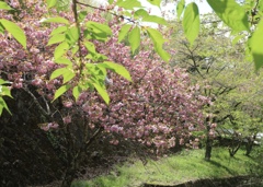 八重桜の季節。