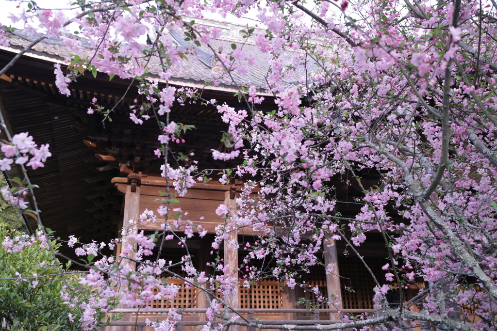 海堂も咲き出した。