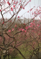 もう梅が咲いているなんて！