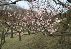 もう梅が咲いているなんて！