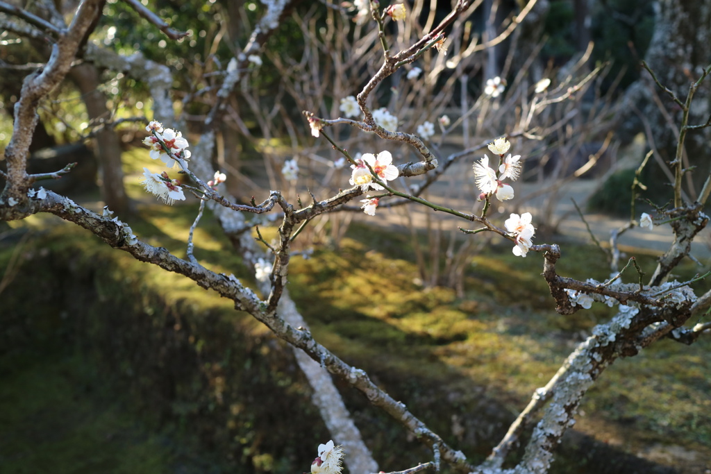 梅ちらほら。