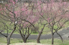 もう梅が咲いているなんて！