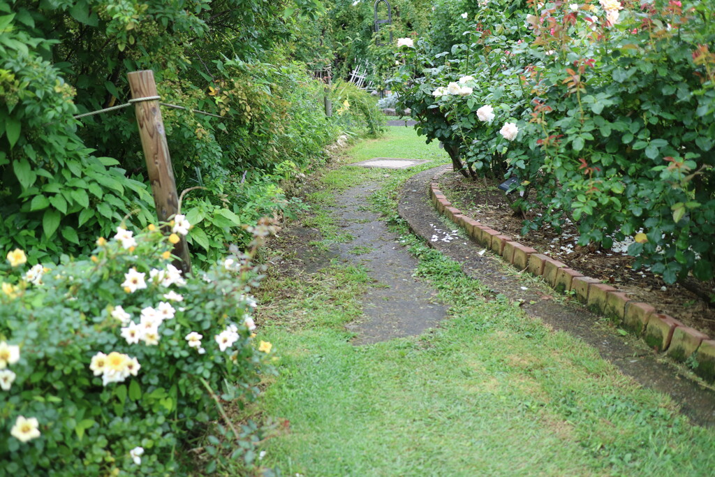 雨の季節