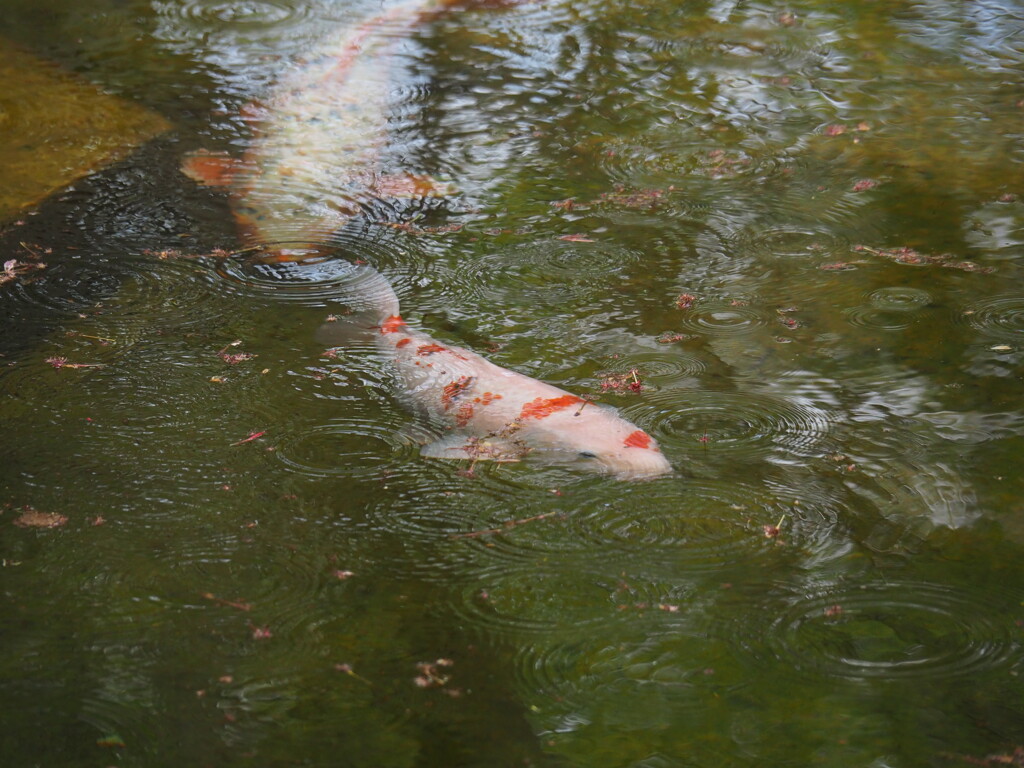 雨の中？