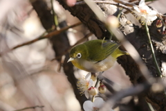 じゅんさい池