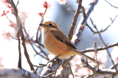じゅんさい池