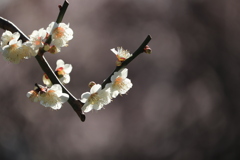 里見公園