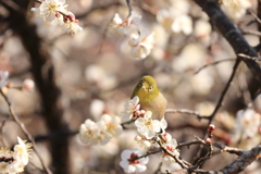 じゅんさい池