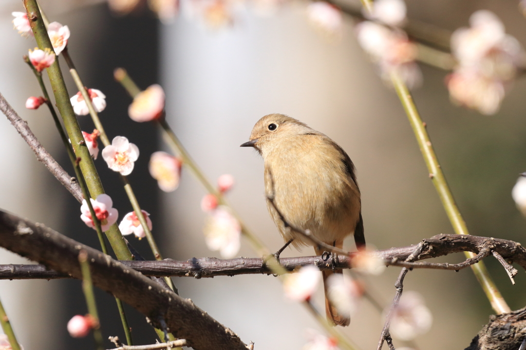 じゅんさい池