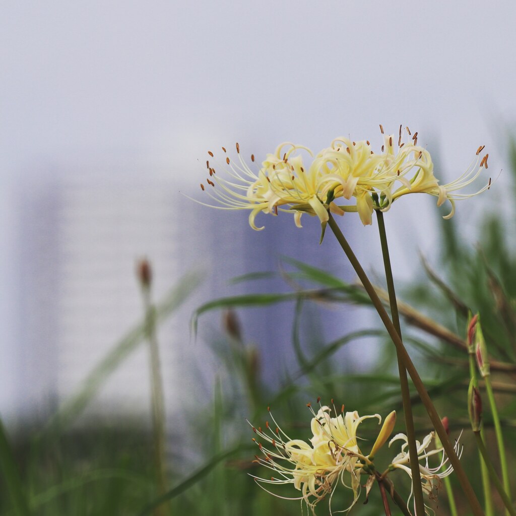 里見公園