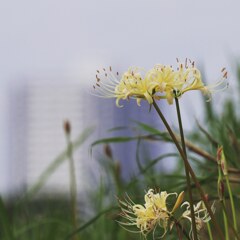 里見公園