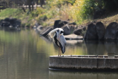 じゅんさい池