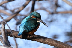 じゅんさい池