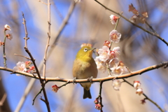 じゅんさい池