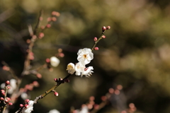 じゅんさい池