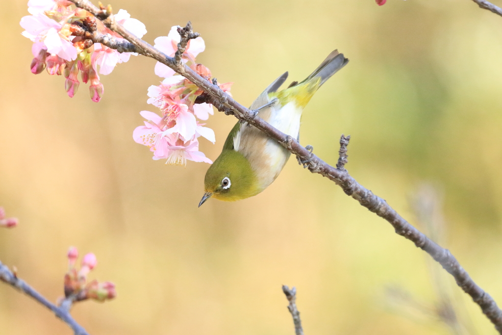 行徳野鳥の楽園