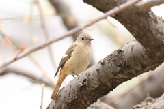 じゅんさい池