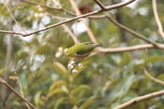 じゅんさい池