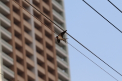ご近所