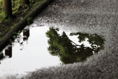 じゅんさい池