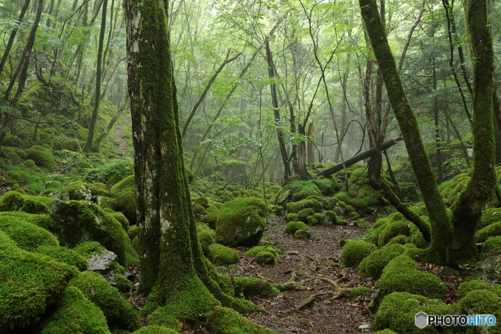 精霊の住む森