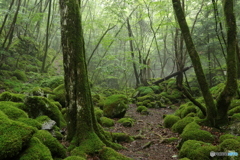 精霊の住む森