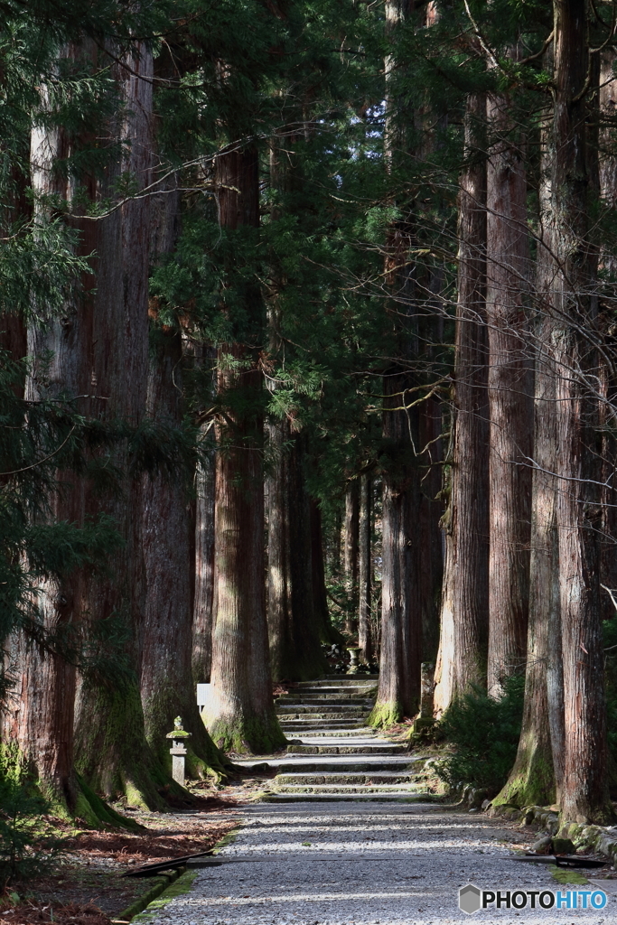 巨木の参道