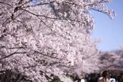imasara_sakura_3
