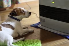 Oh!Are you dog!??