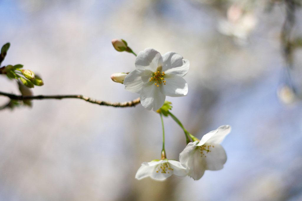 sakura