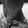 nezire_4