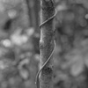 nezire_2