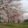 imasara_sakura_2