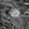 watage