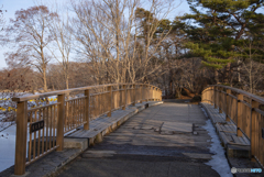 大沼散策(東大島橋）