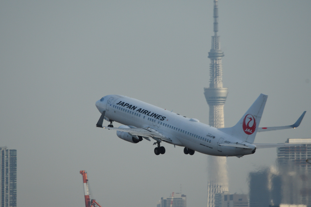 スカイツリーとJAL B-737