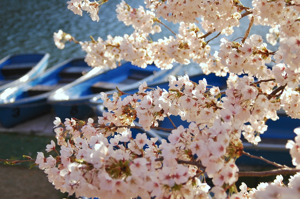 夕暮れ時の桜