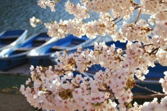 夕暮れ時の桜