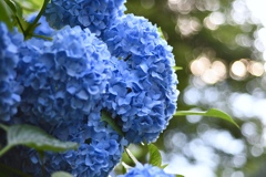 紫陽花