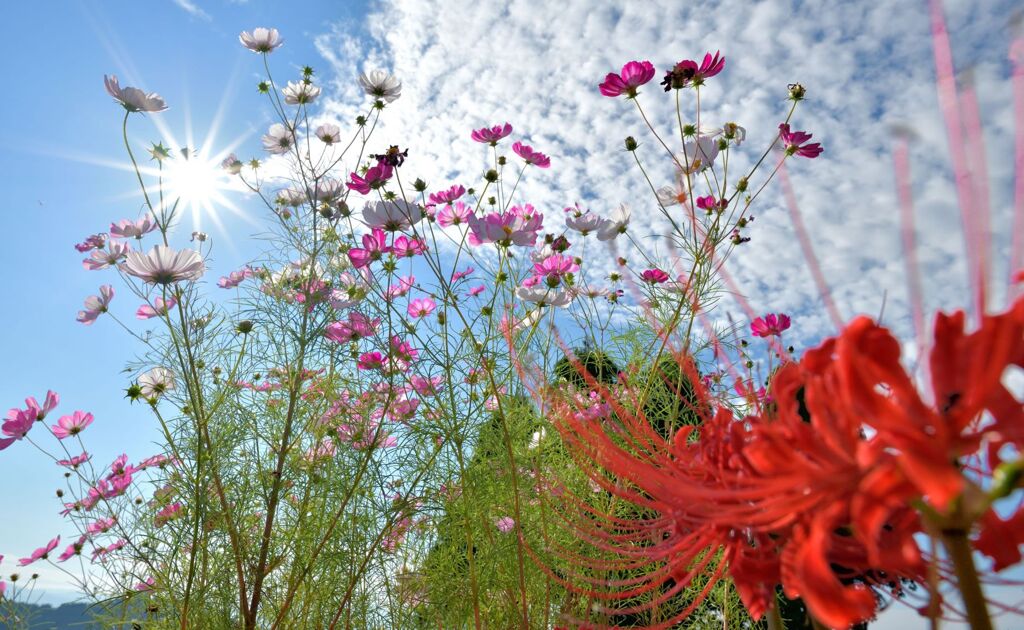 秋桜と彼岸花