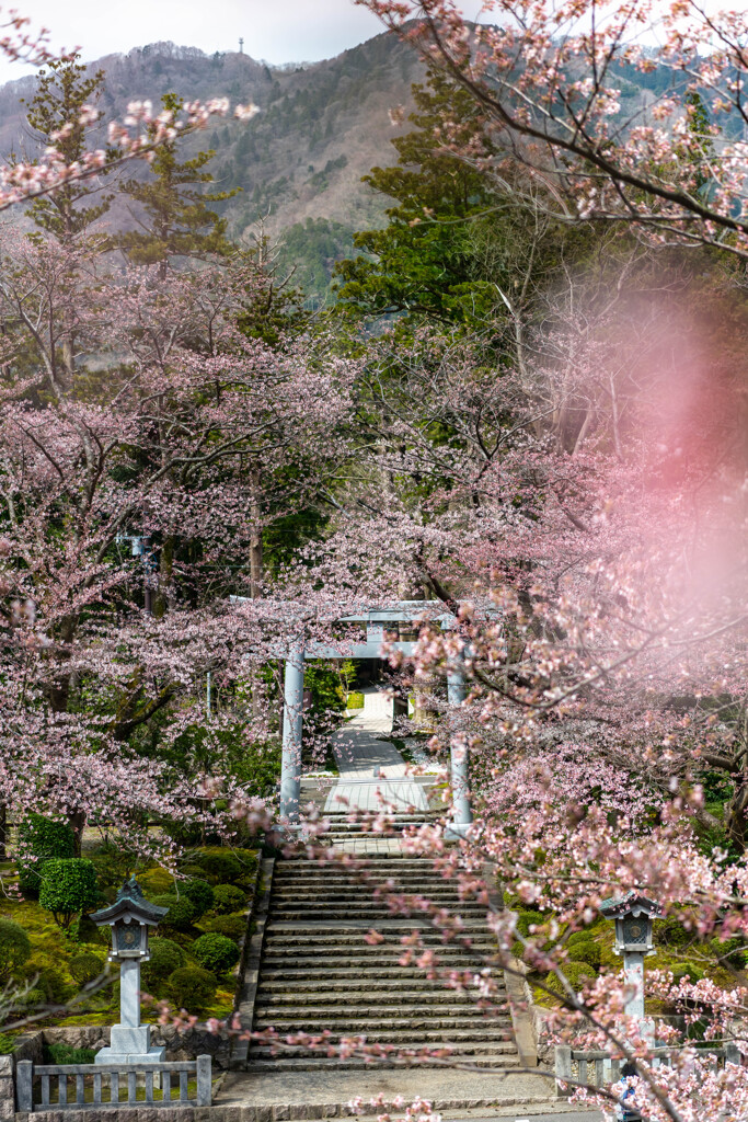 越後一宮　弥彦神社