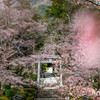 越後一宮　弥彦神社