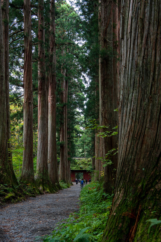 戸隠神社　随神門