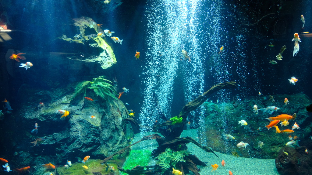 金魚