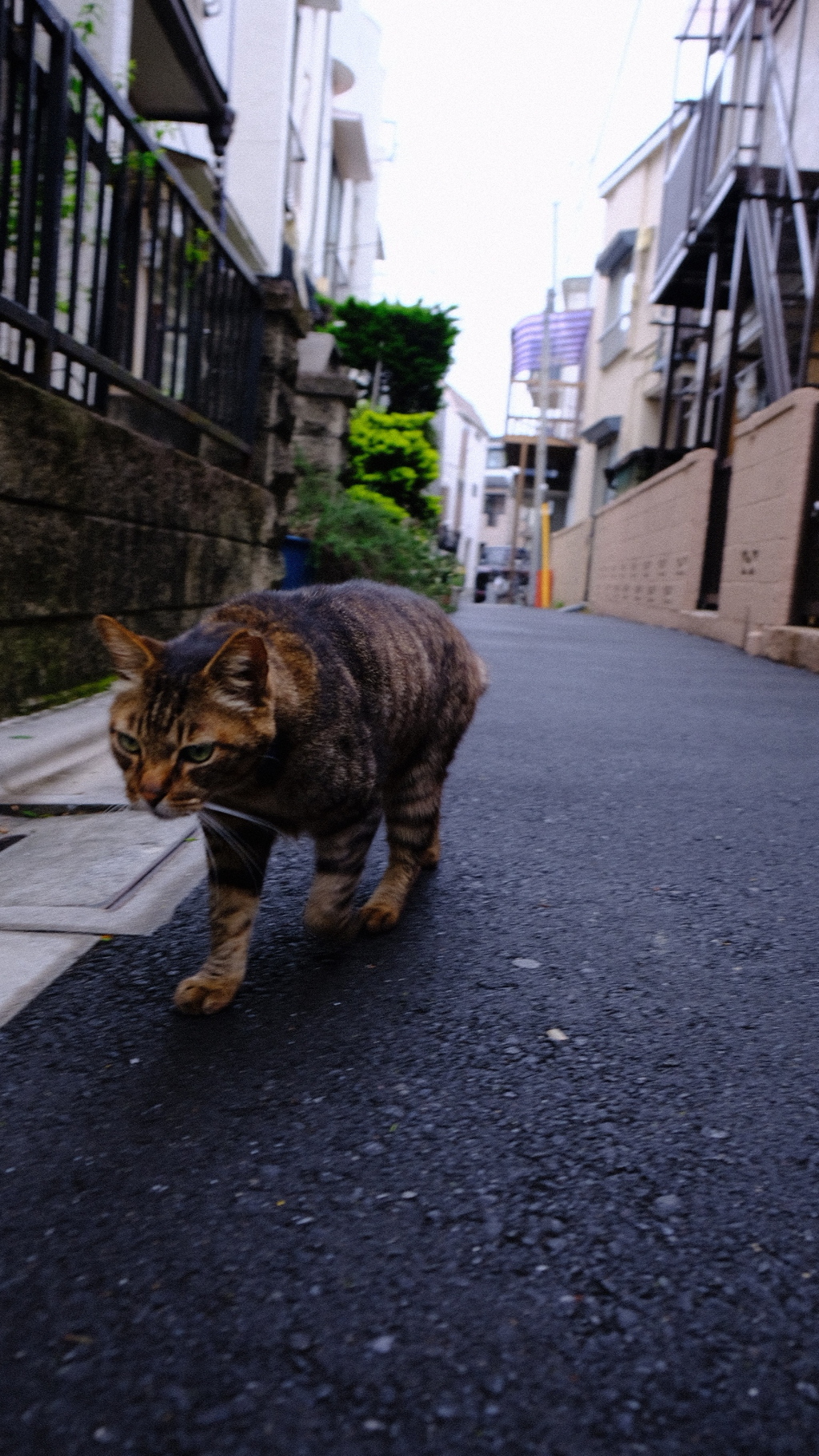 流離