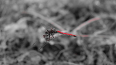 416AA5A1-619B-4989-B331-8206906D96B2