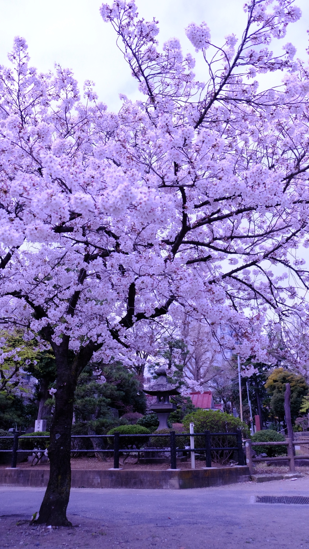満開