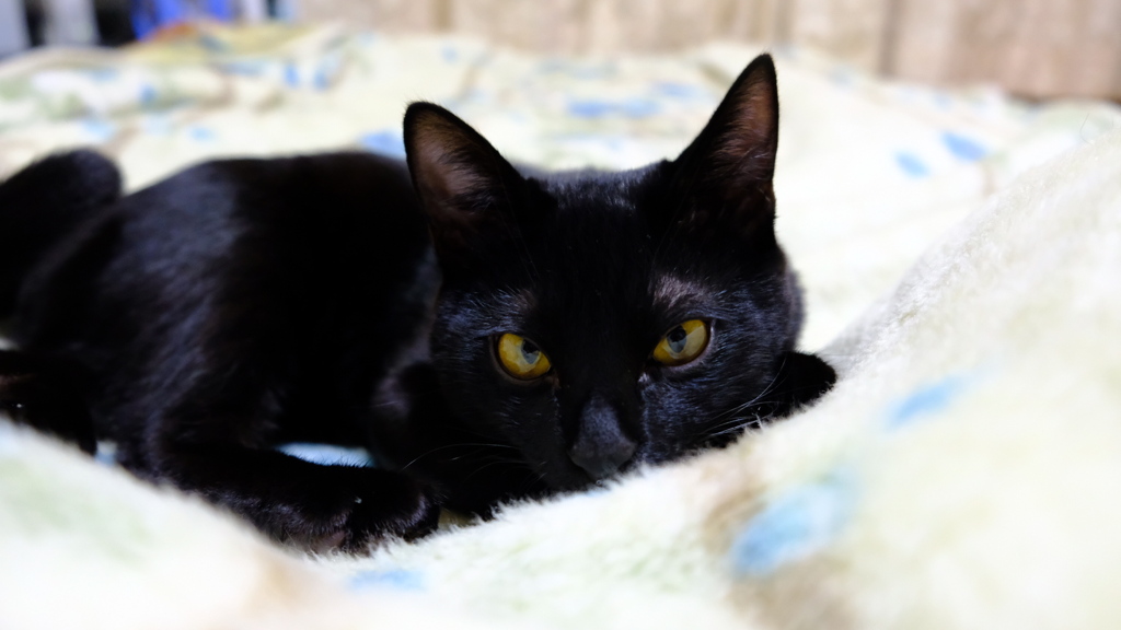 愛猫