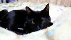 愛猫