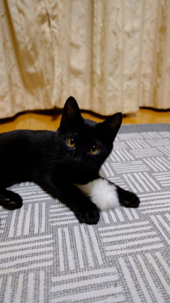愛猫2